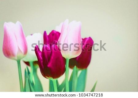 White background and bouquet of pink and white  tulips. Conception holiday, March 8, Mother's Day. selective focus. vintage filtered , copy space isolated  decoration