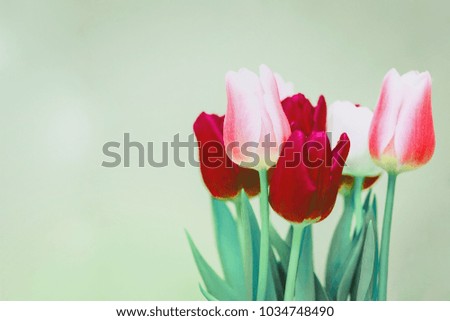 Green grass background and bouquet of red 
 pink and white  tulips. Conception holiday, March 8, Mother's Day. selective focus. vintage filtered , copy space isolated  decoration