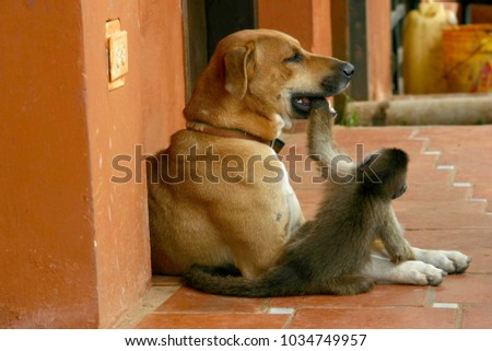 Monkey and dog, friends