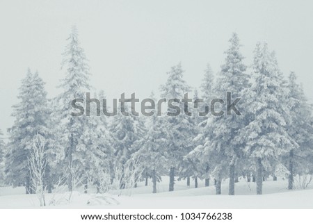 Frosted spruces in white fog. Winter forest. Winter wonderland.