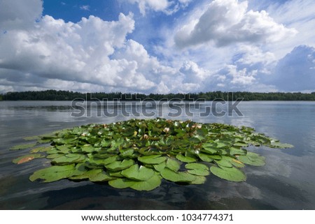 plenty water lilies in the lake