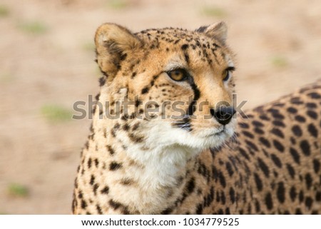 Cheetah  close up with a nice sharp side profile