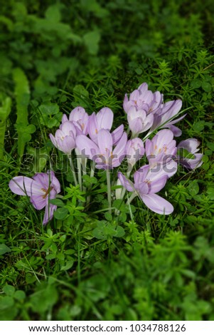 Colchicum Autumnale Fall-time-less perennial flower bulb blossom September purple violet white garden plant