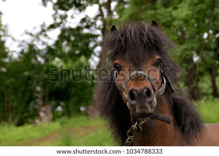 Pony in a pasture.