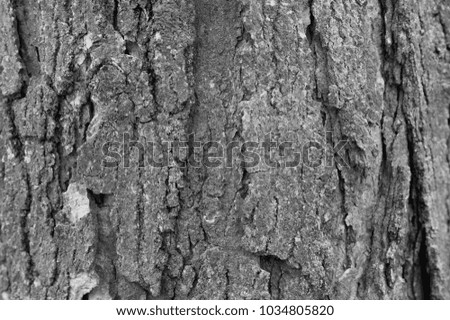 Grey tree bark - high resolution background texture