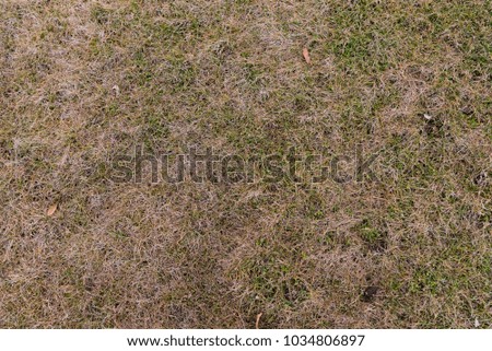 Green dry grass - high resolution background texture
