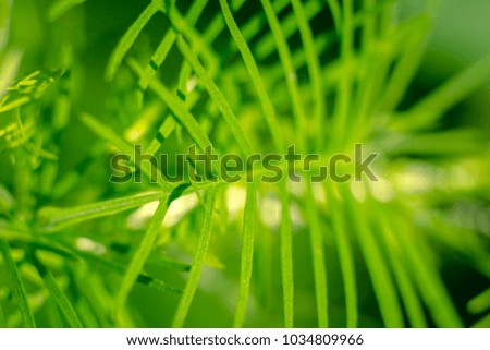 Tropical plant with green leaf
