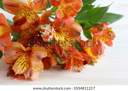 Alstroemeria, red-yellows flowers close-up. For greeting picture or greeting card with birthday or March 8.