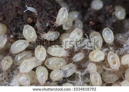 Magnification of mites from Acaridae family. Royalty-Free Stock Photo #1034818792