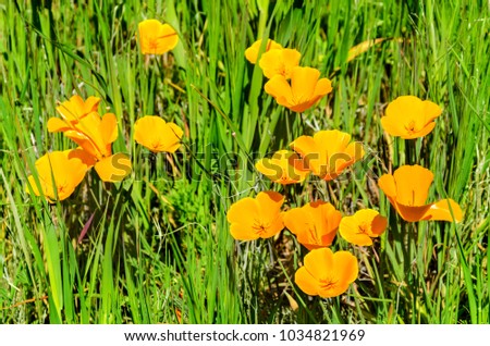 California Poppy (Eschscholzia californica) field near Figureoa Mountain, California, USA