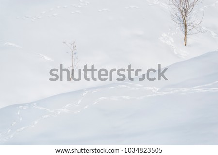 Snow ski traces