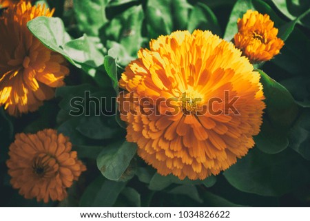 yellow fluffy flower on a green background