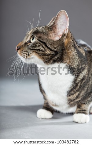 Studio portrait of grey striped cat with white chest isolated on grey background.