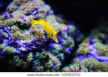 Coral and sea fish. Underwater picture with great variety of fish