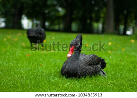 Nice two black swans on green grass in park outdoor