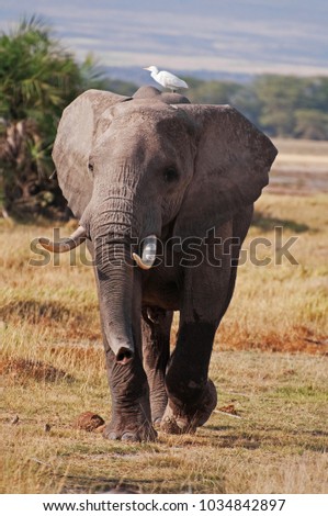 An elephant on the Masai Mara in Kenya with a bird on its head.