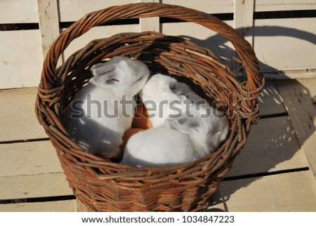 Easter rabbits in basket