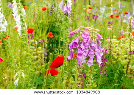 macro closeup background of abundance of wild flowers in the garden, red scarlet poppy Papaver flowers, white and purple Digitalis foxgloves fox glove plants and pink lupin lupine against green grass
