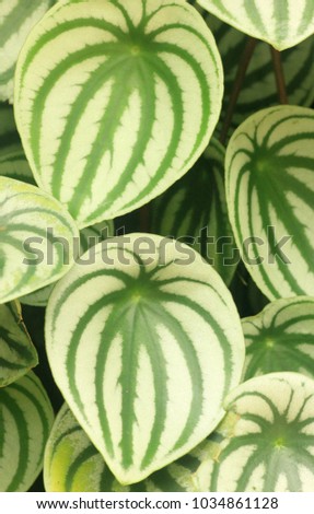 Rounded leaves background peperomia argyreia