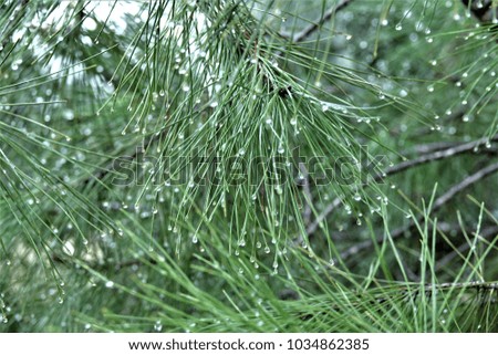Rain drops on pine tree leaves.