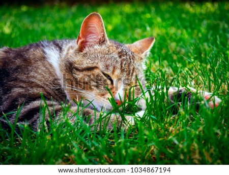 Cute cat sleeping on the grass