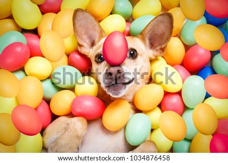 happy easter  chihuahua dog lying in bed full of funny colourful eggs ,balancing a red egg on the nose,  for the holiday season