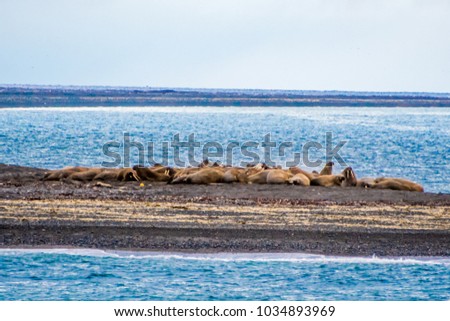 The walrus island: Moffen island north of Svalbard in the arctic, close to the North Pole. 