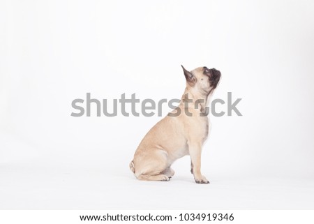 profile of a french bulldog