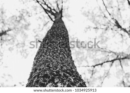 looking up at a tall tree in black and white