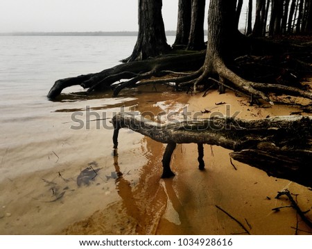 Unique display of tree roots keeping the laterals above the water level on the sandy shore of Jordan Lake near Apex North Carolina, Raleigh Triangle area.