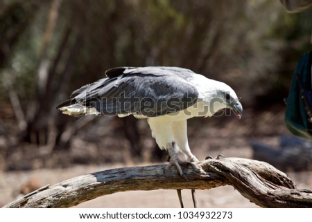 the sea eagle is perched on driftwood