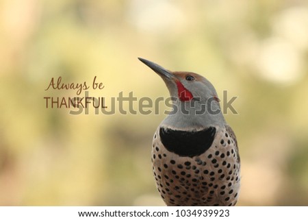 Closeup of a Northern Flicker Woodpecker with an inspirational thankful quote