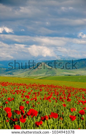 Poppy field, mountains, houses in the village.Armenia.