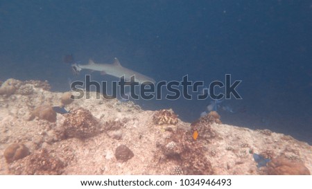 shark ocean reef