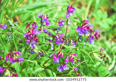 Flowers of spring vetchling, or spring vetch (Lathyrus vernus) Royalty-Free Stock Photo #1034952775