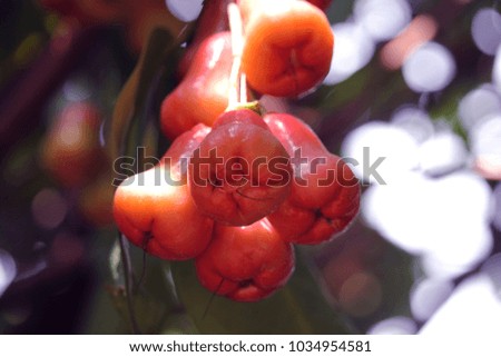 red rose apple on tree in garden at Thailand