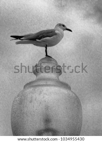 Seagull on lamp in rain
