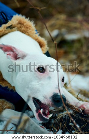 portrait of a white greyhound dog bared a jaws gnawing a branch in a wildlife forest in winter