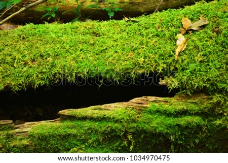 moss plant grow up cover old decayed trunk log wood in rain forest