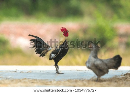 Beautiful male cock