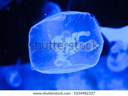 Jellyfish in water