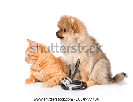 Cat and Spitz puppy with stethoscope on their neck  together in profile. isolated on white background