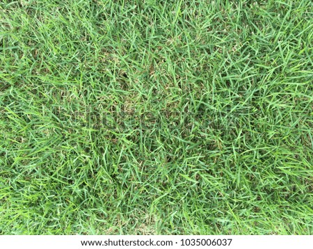 Green grass field floor background and texture