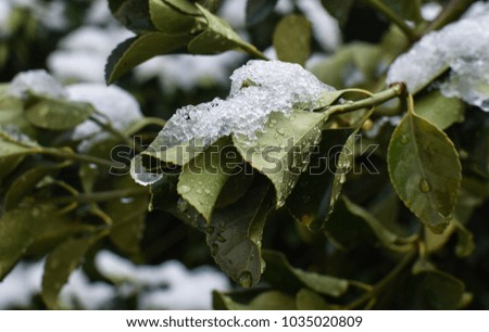Close up of snow on leaves Royalty-Free Stock Photo #1035020809