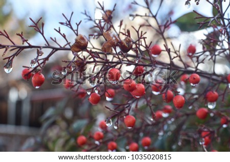 Close up of berries with water drops Royalty-Free Stock Photo #1035020815