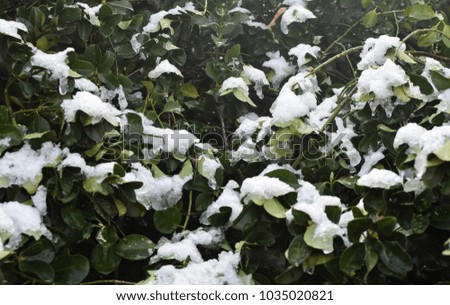 Snow on a bush Royalty-Free Stock Photo #1035020821