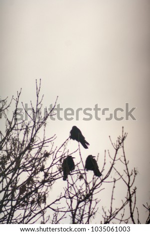 crow sitting on a tree branch