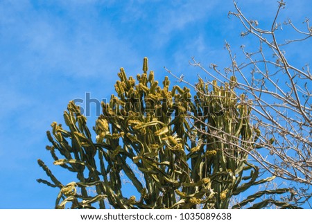 Cactus and dry brunch of tree with blue sky. Nature background.