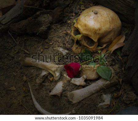 skull and bone excavated from the hole were left in the grave. There are roses on the side. Expresses past love / life that remains fresh and selective focus.