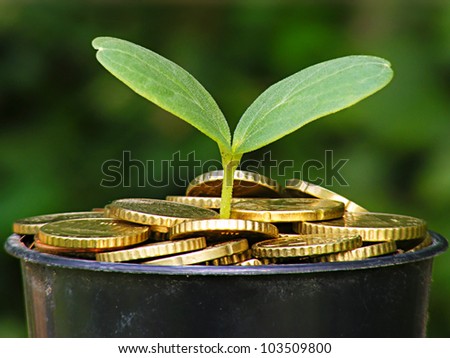 Money growth concept with coins and young plant